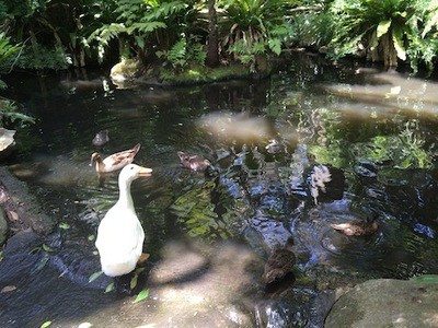 Camellia Gardens_Duck Pond