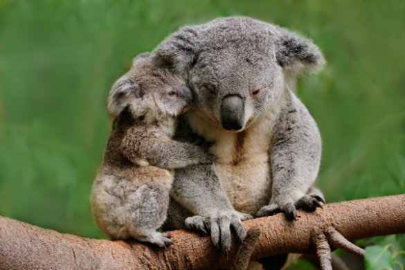 koala mother and baby