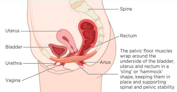 anatomy of the pelvic organs